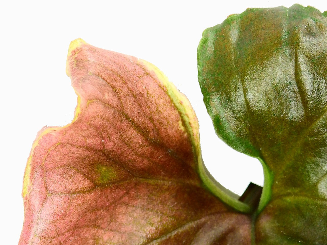 Syngonium podophyllum 'Strawberry Ice'