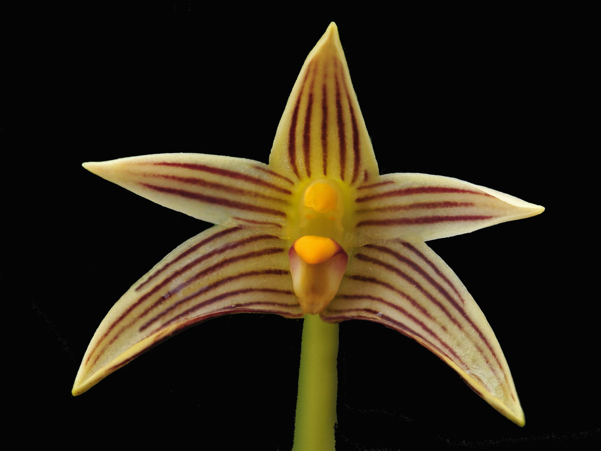 Bulbophyllum affine — Ecuagenera Europe GmbH