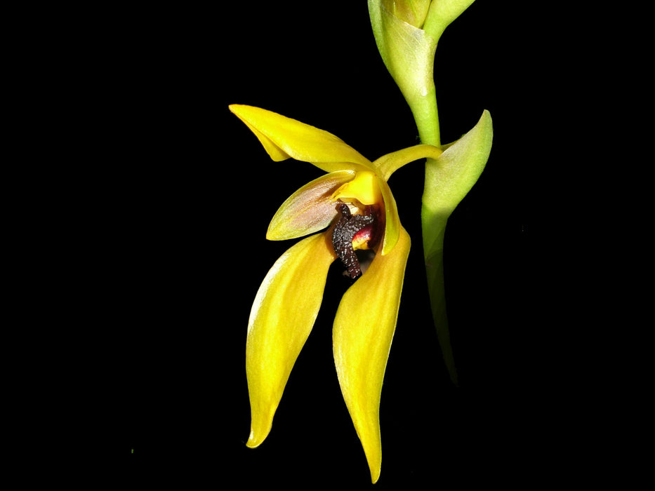 Bulbophyllum carunculatum 10 cm Ampeltopf