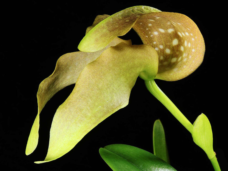 Bulbophyllum grandiflorum