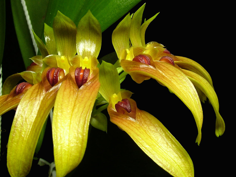 Bulbophyllum graveolens