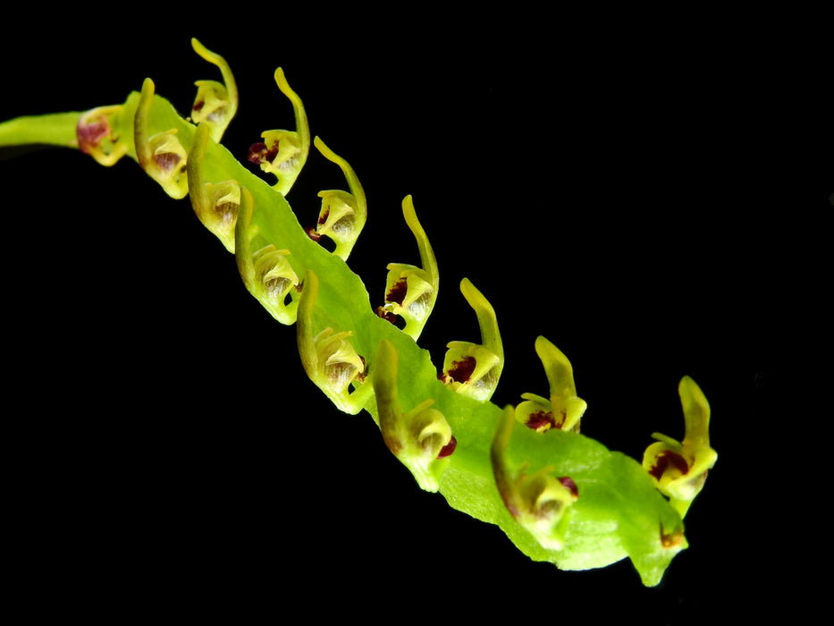 Bulbophyllum falcatum var. kewense