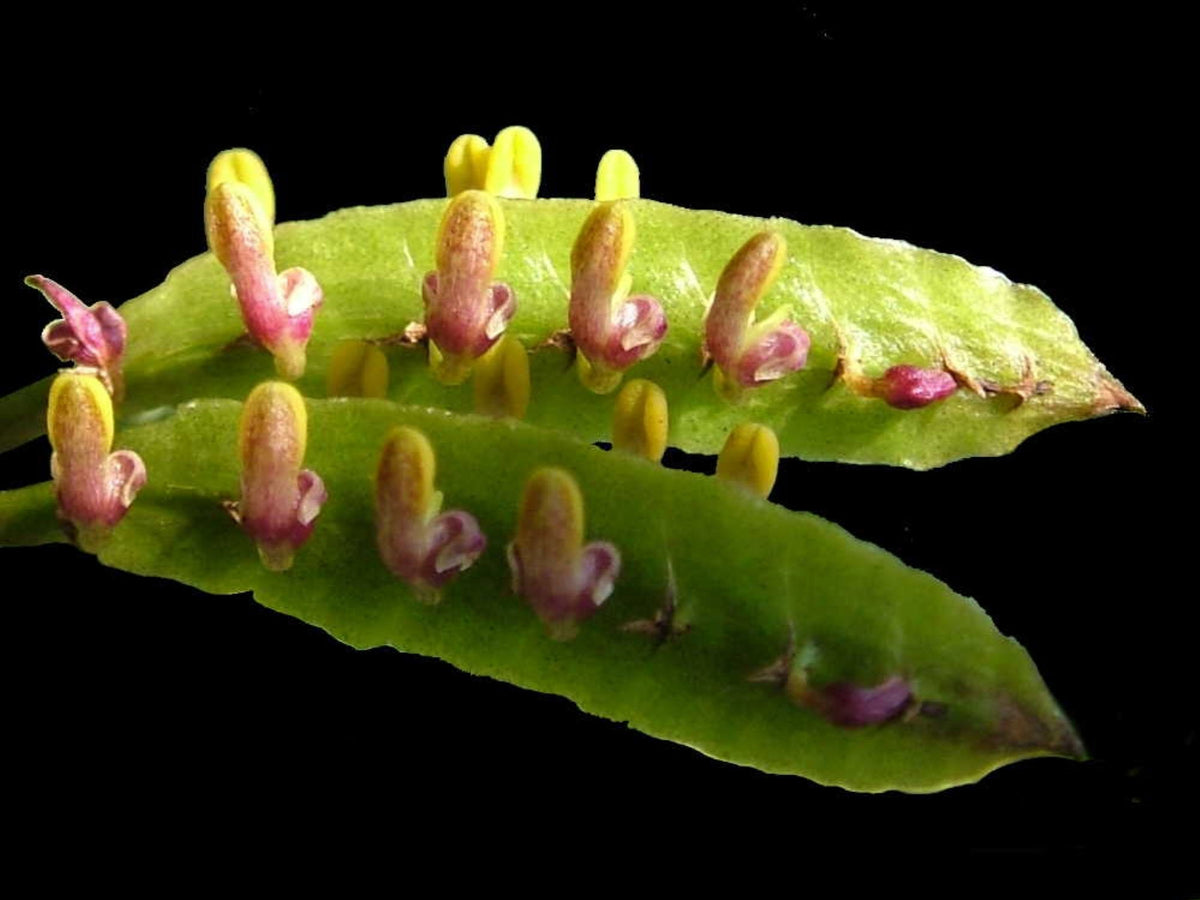 Bulbophyllum falcatum var. kewense — Ecuagenera Europe GmbH