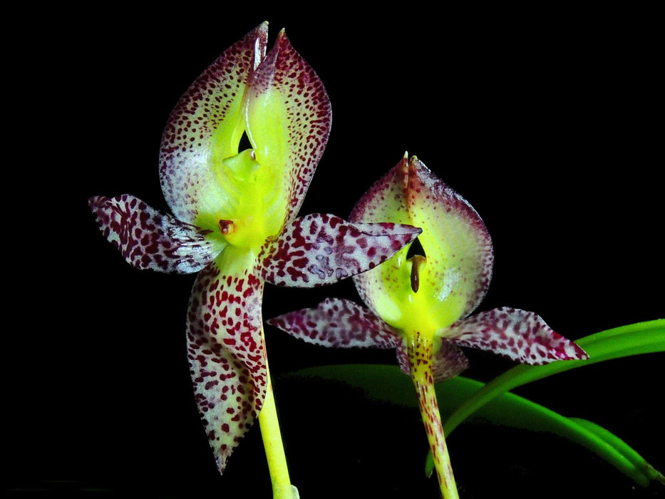 Bulbophyllum macranthum