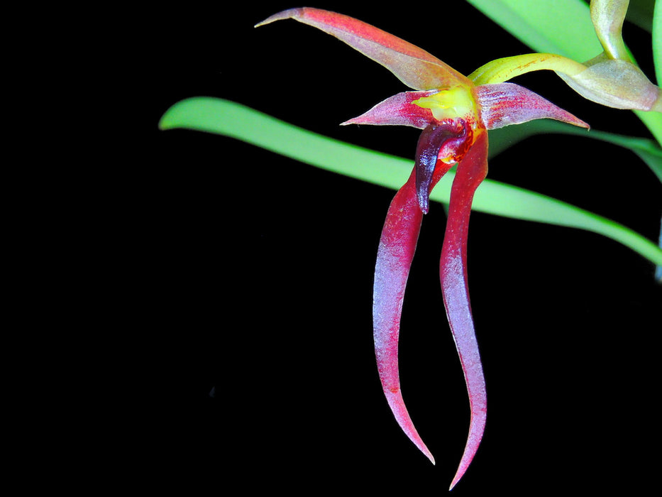 Bulbophyllum nymphopolitanum 10 cm Ampeltopf