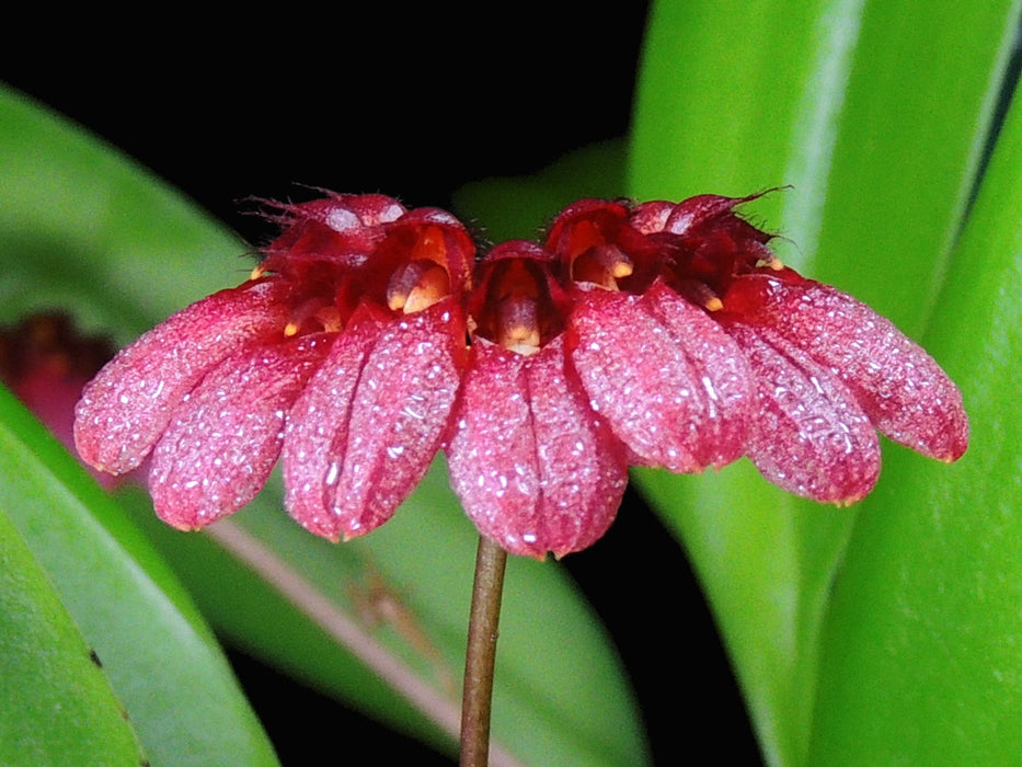 Cirrhopetalum pulchellum