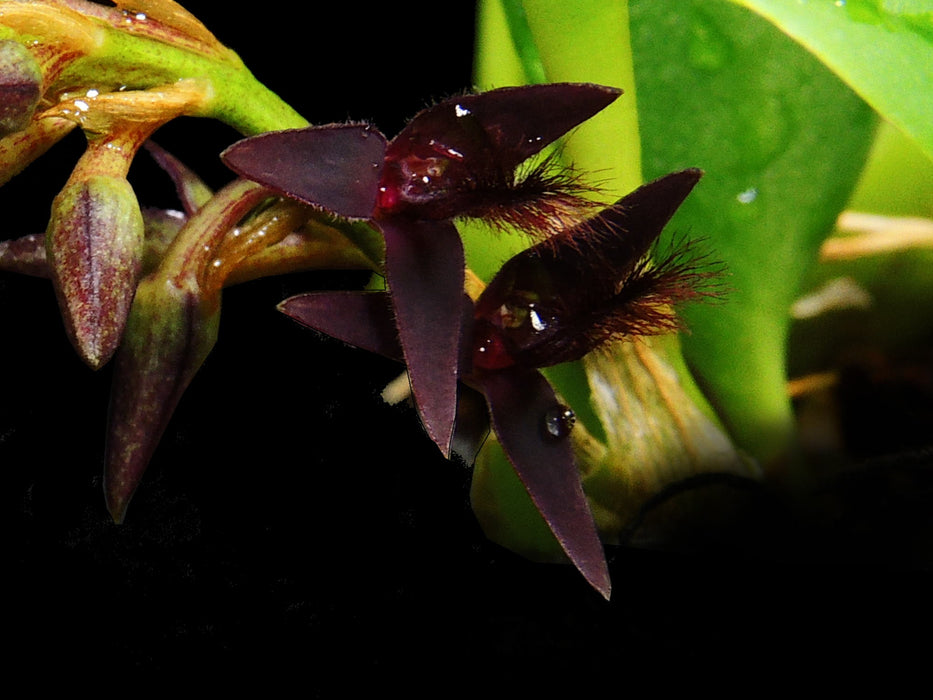 Bulbophyllum tremulum