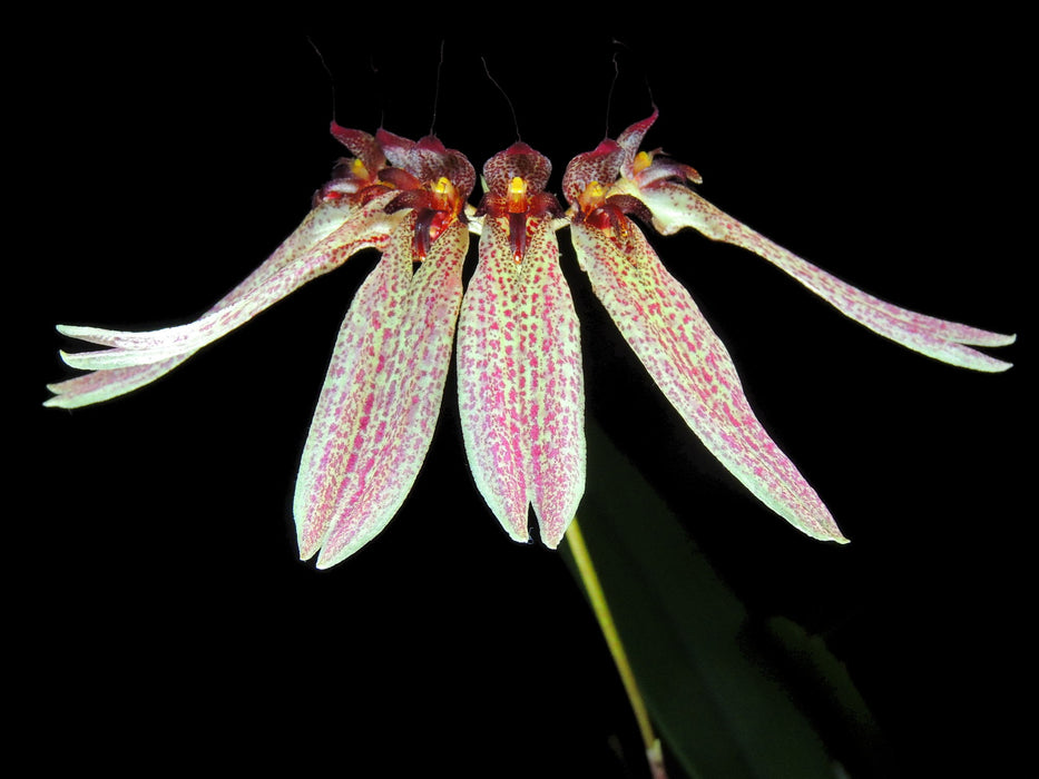 Cirrhopetalum umbellatum