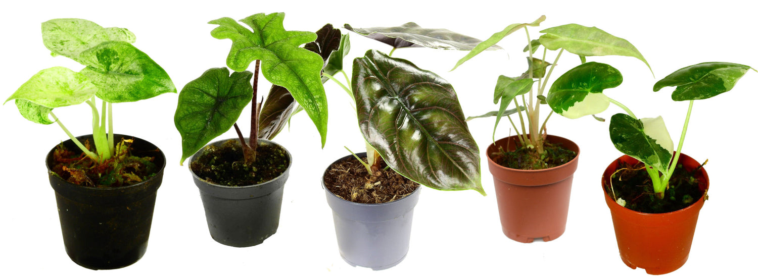 Alocasia Baby's Bundles