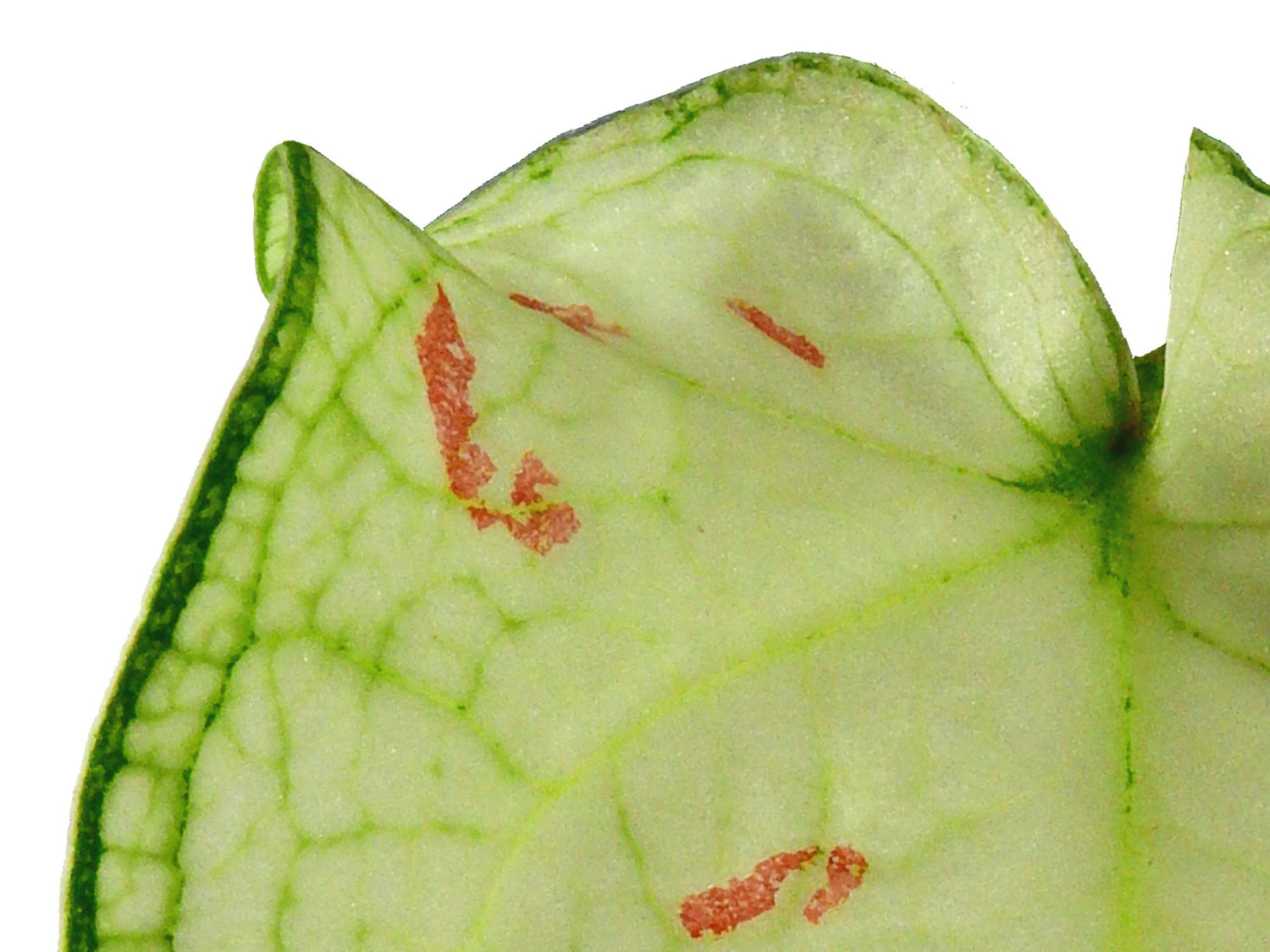 Caladium bicolor 'Wang Tong' 5,5cm Topf