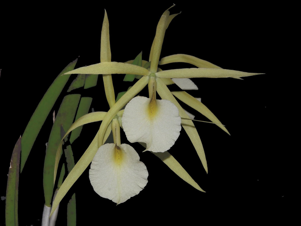 Brassocattleya Felicia — Ecuagenera Europe GmbH