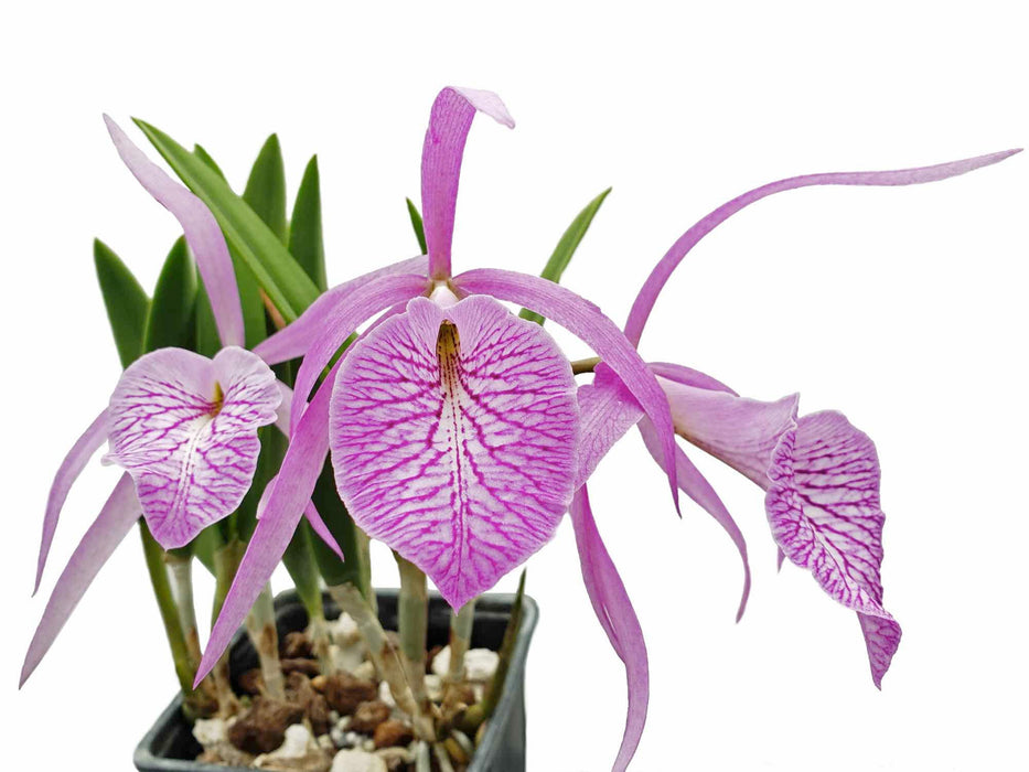 Cattleya Fuchs Star