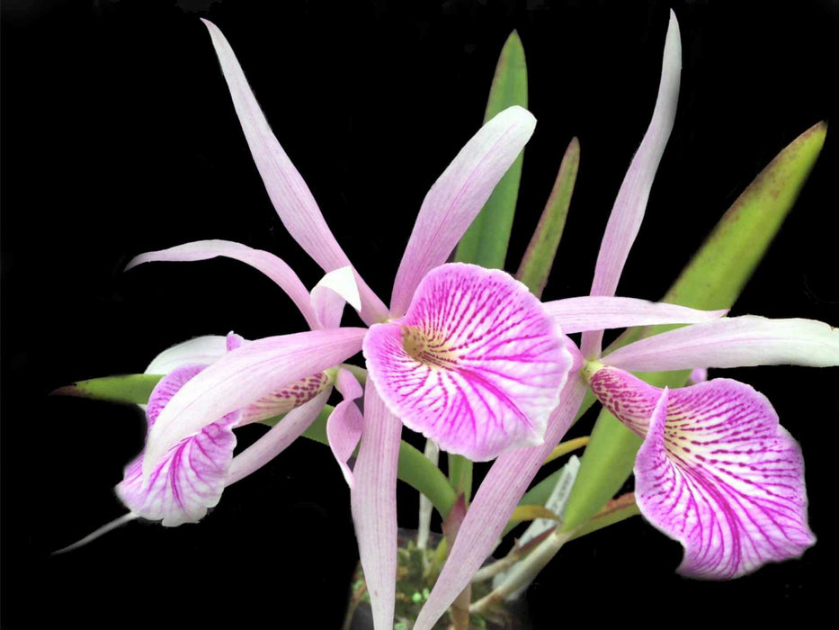 Cattleya Fuchs Star