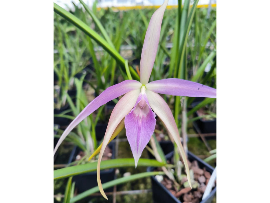 Brassocattleya Ivan Portilla 'Pink Lip'