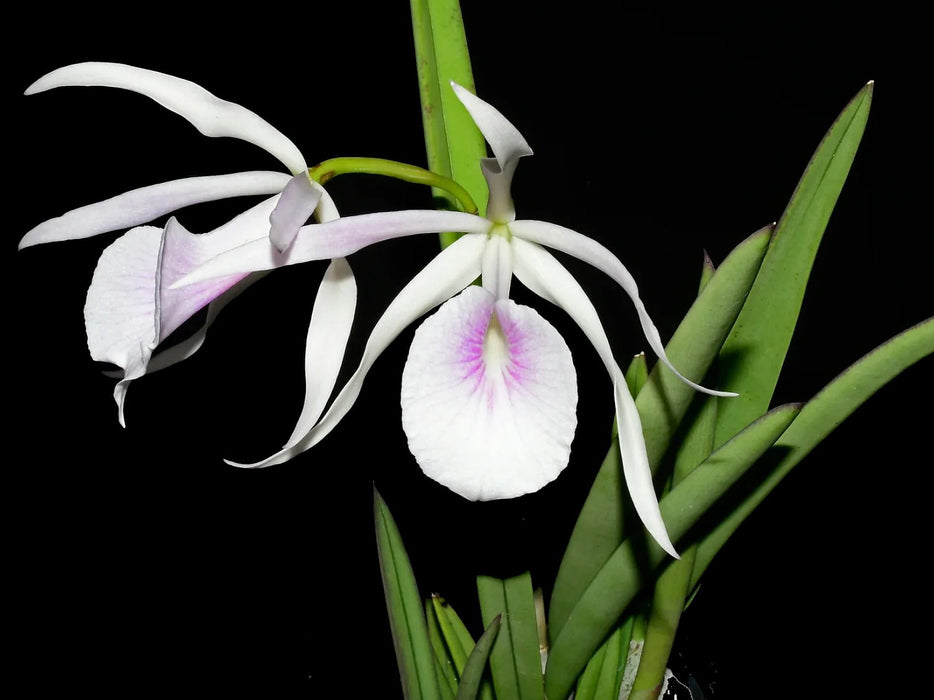 Brassocattleya Morning Glory (B. nodosa x L. purpurata 'rubra')