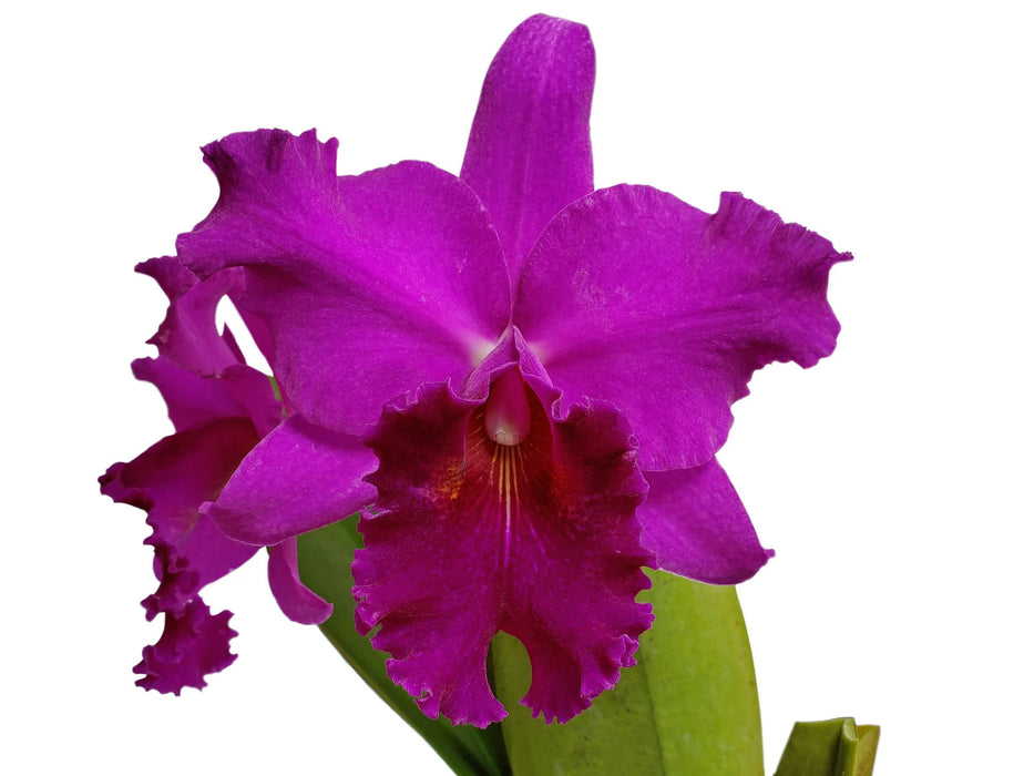 Rhyncholaeliocattleya (Cattleya lueddemanniana x Brassolaeliocattleya Chia Lin 'Shin Shu')