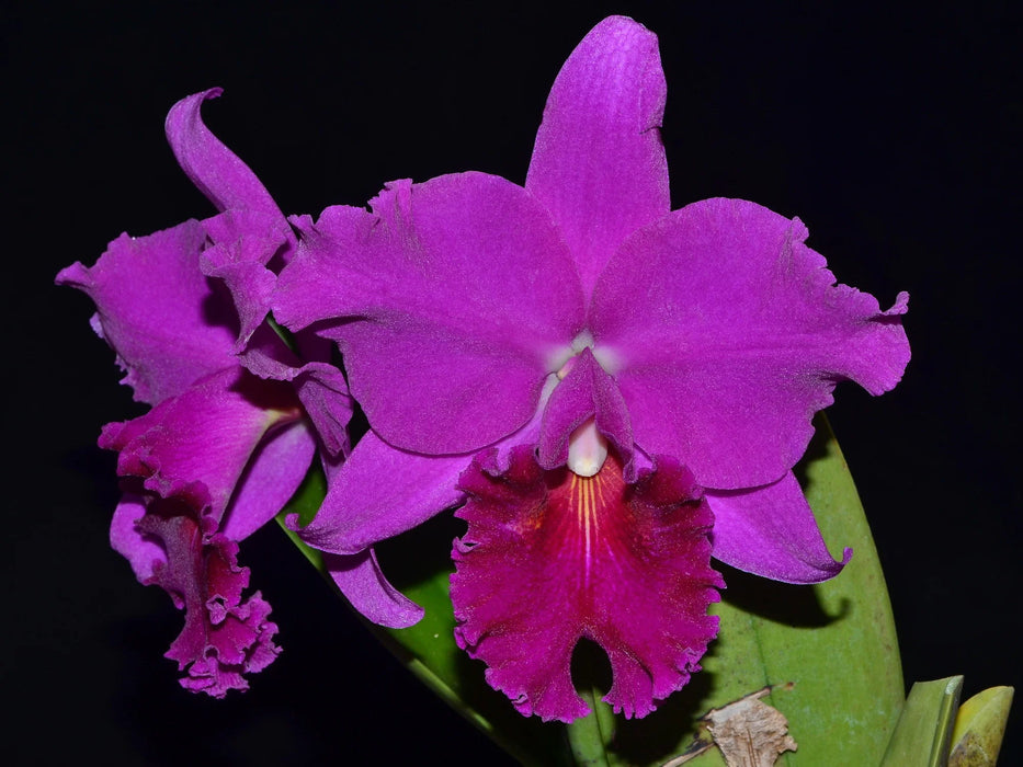 Rhyncholaeliocattleya (Cattleya lueddemanniana x Brassolaeliocattleya Chia Lin 'Shin Shu')