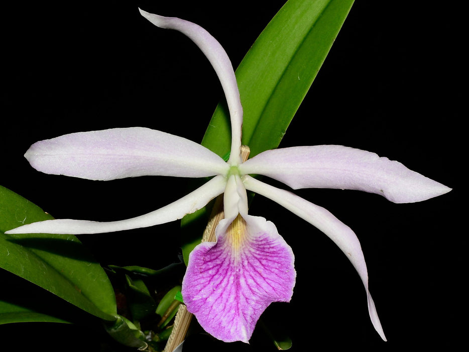 Brassocattleya Kay ('N' x 'atropurpurea')