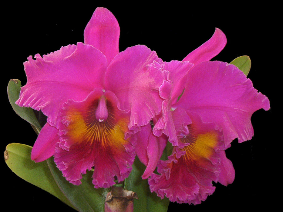 Blc. King Of Taiwan