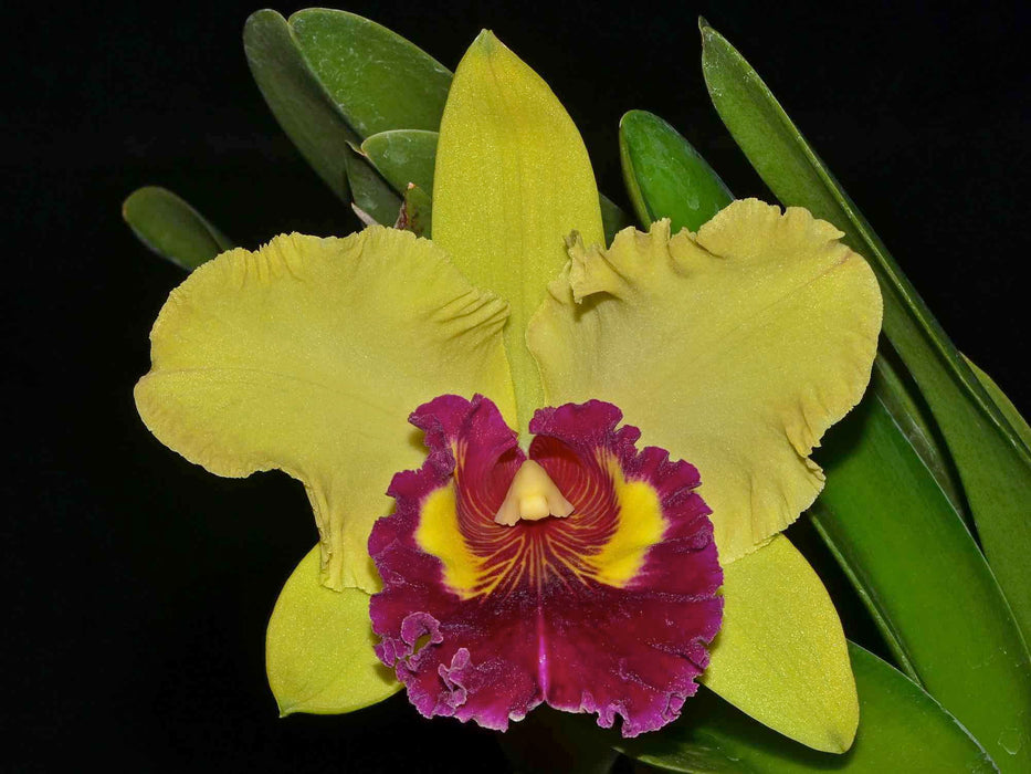 Brassolaeliacattleya Williette Wong 'The Best'