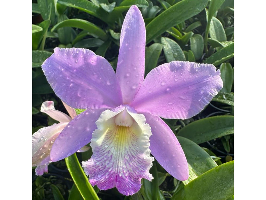 Cattleya Cuyabeno