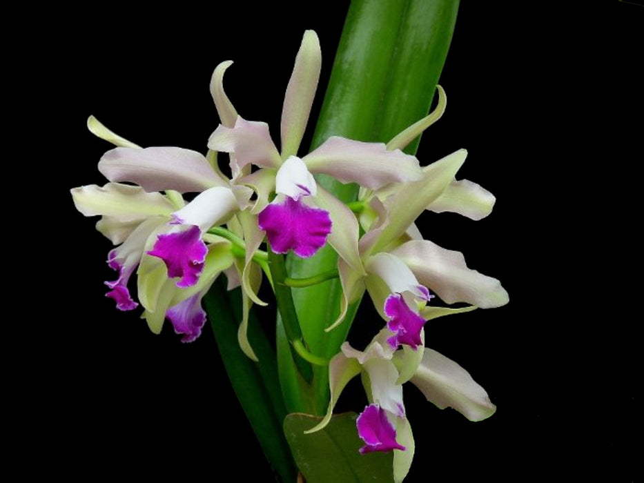 Cattleya Elegans (1879) 'Purple' x 'The Best'