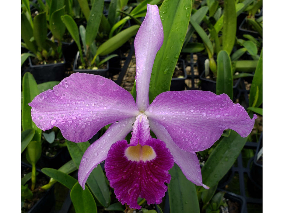 Cattleya Eximia