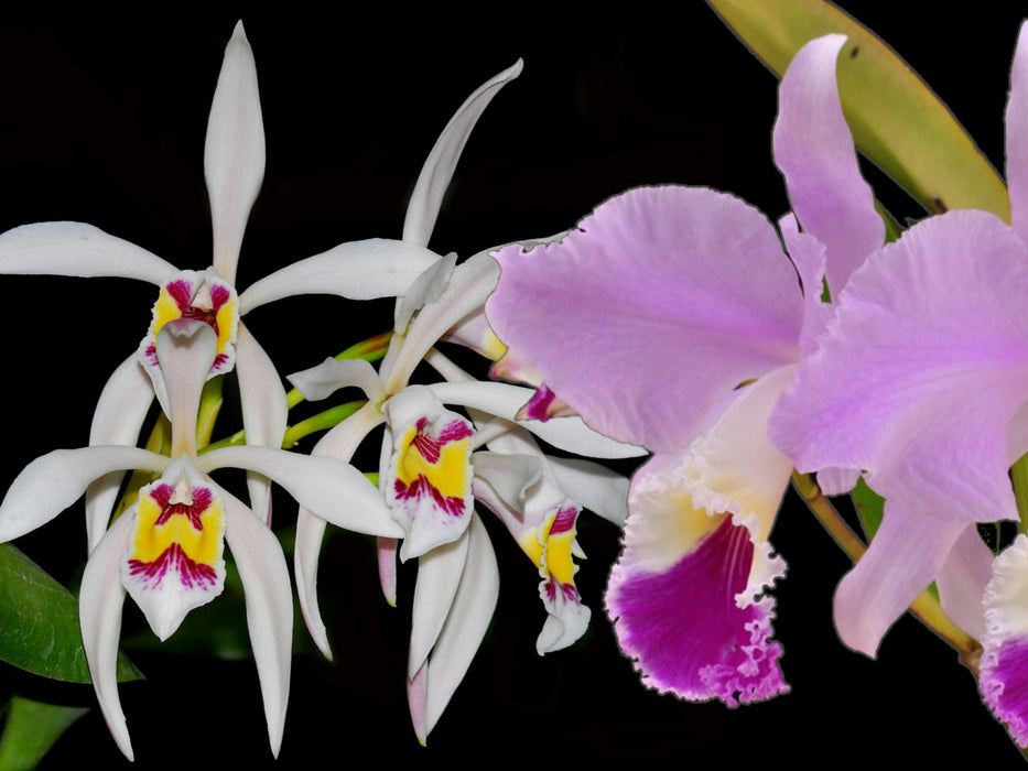 Cattleya Betsy Portilla