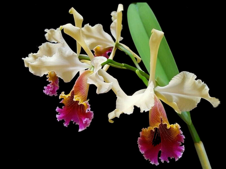 Cattleya Kiat Tan