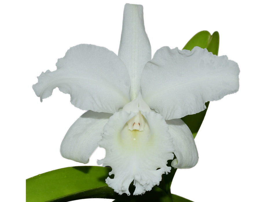 Cattleya Monita Andina