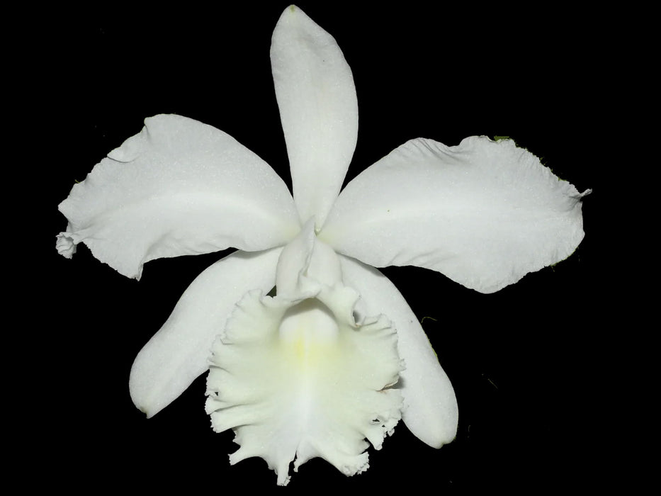 Cattleya Monita Andina