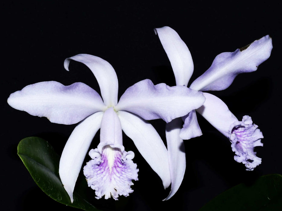 Cattleya Roque Sevilla