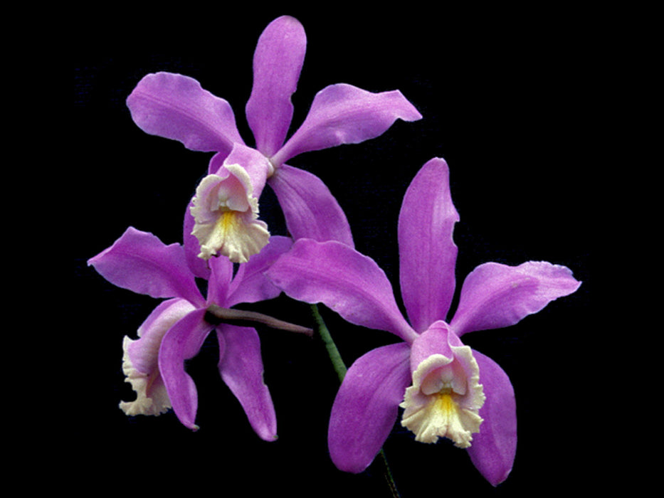 Cattleya harrisoniana OP in vitro