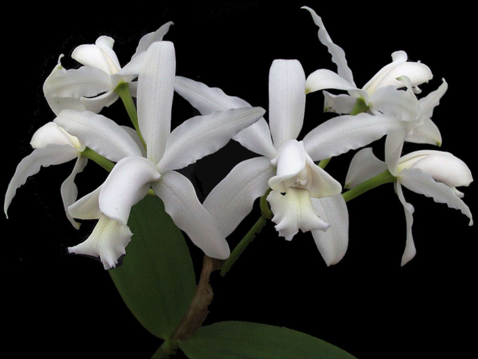 Cattleya intermedia var. alba