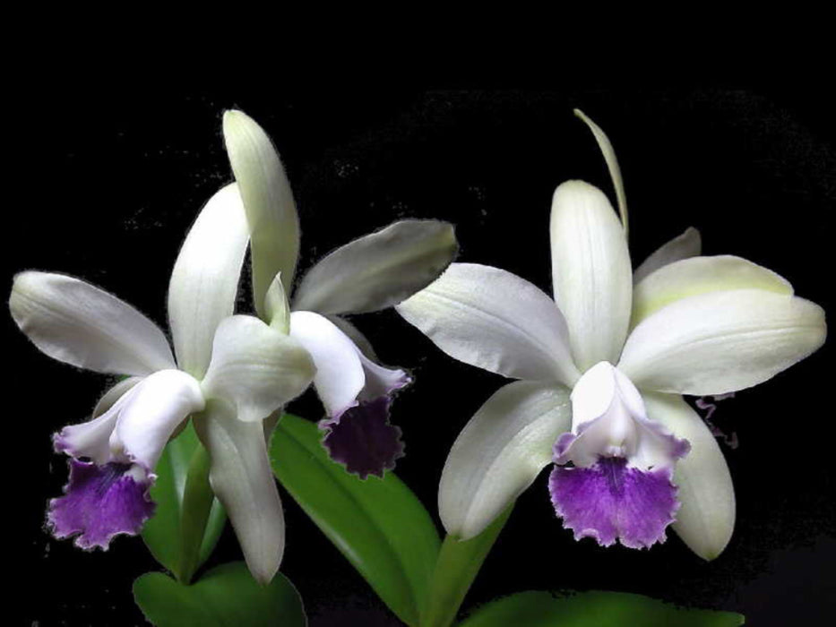 Cattleya intermedia var. semi-alba 'coerulea'