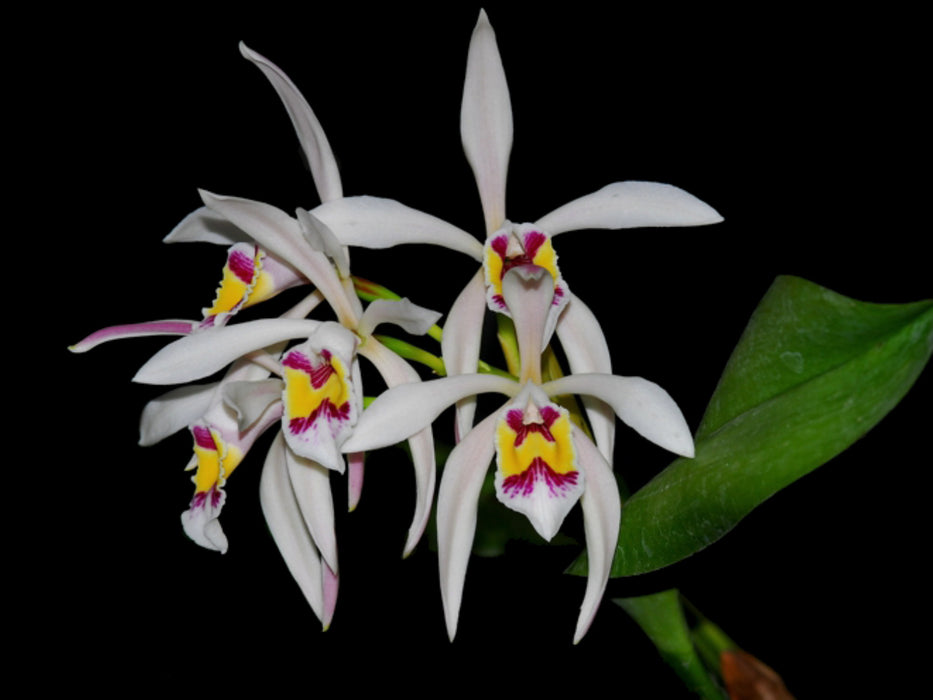 Cattleya iricolor