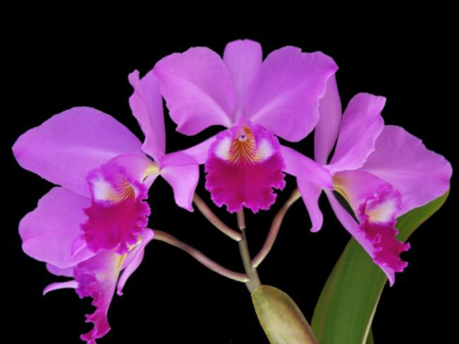 Cattleya labiata