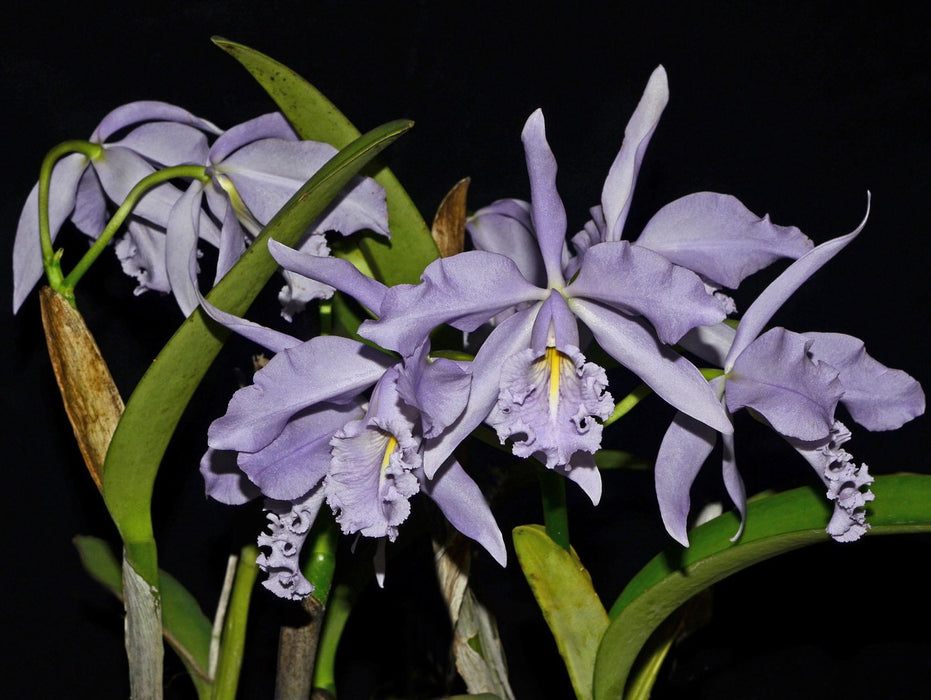 Cattleya maxima var. coerulea 'Ingrid x Angelo'