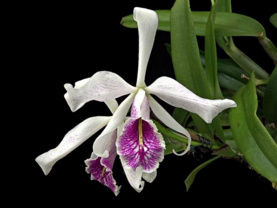 Cattleya maxima var. semi-alba ('Hugo Medina' X 'Hector')