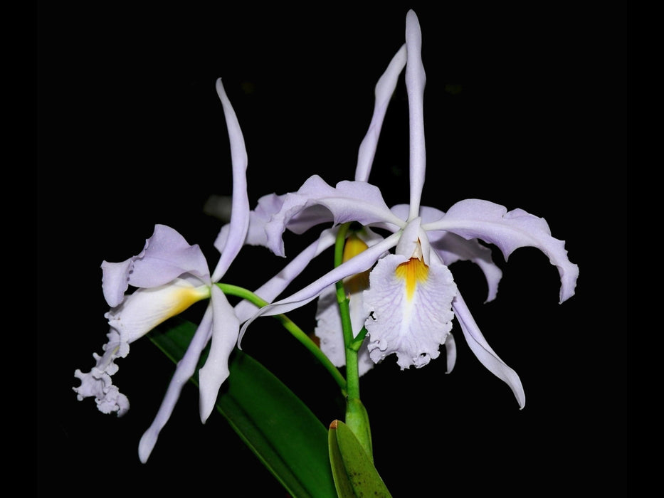 Cattleya maxima 'yellow lip' ('Ingrid x cod 8052 4N')