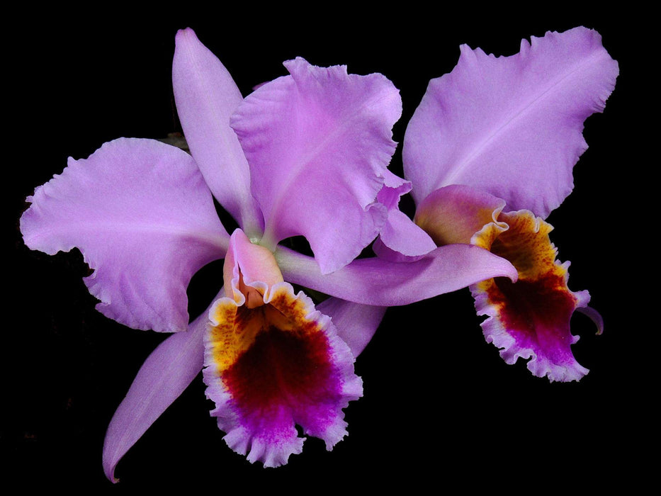 Cattleya percivalliana OP in vitro