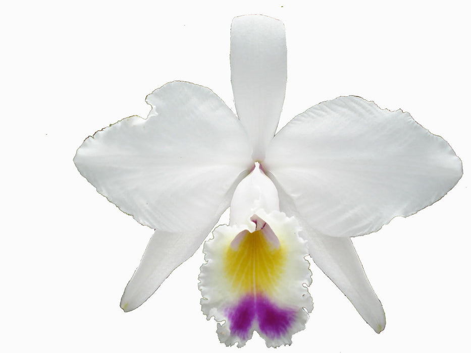 Cattleya quadricolor