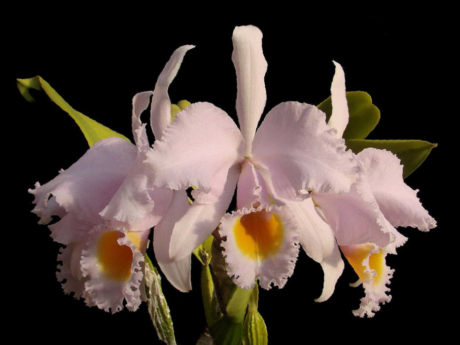 Cattleya schroederae