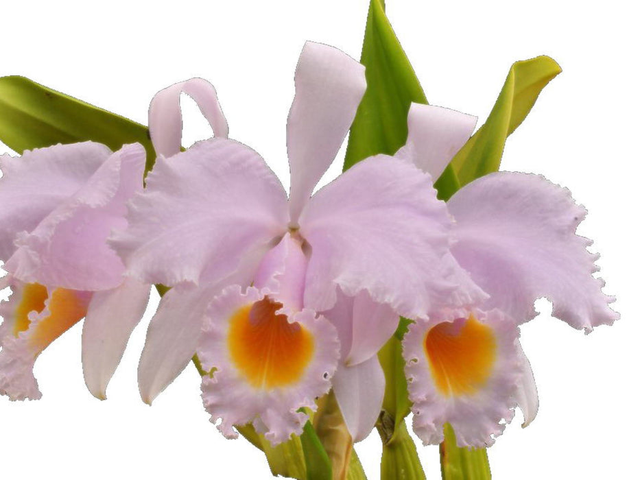 Cattleya schroederae