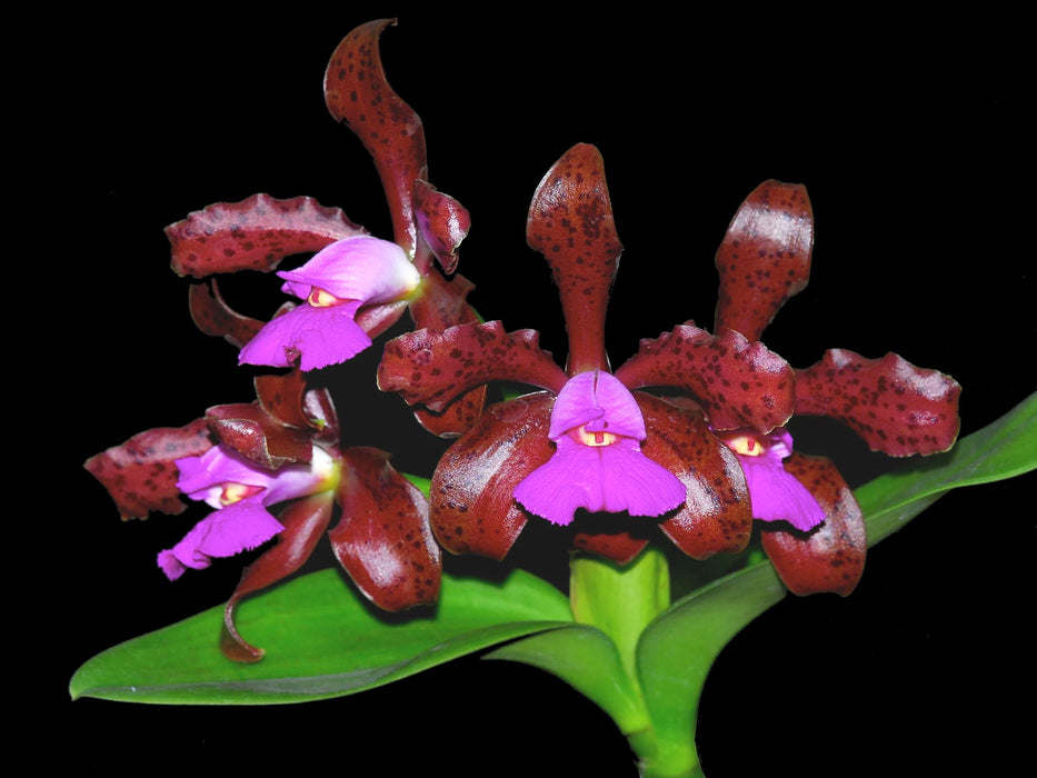 Cattleya tigrina