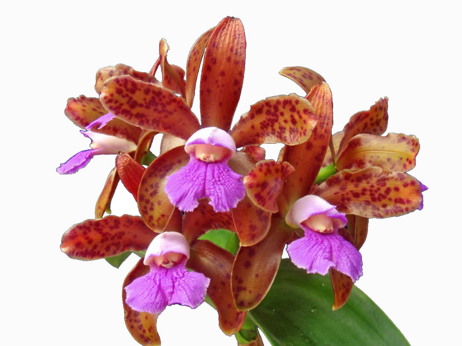 Cattleya tigrina