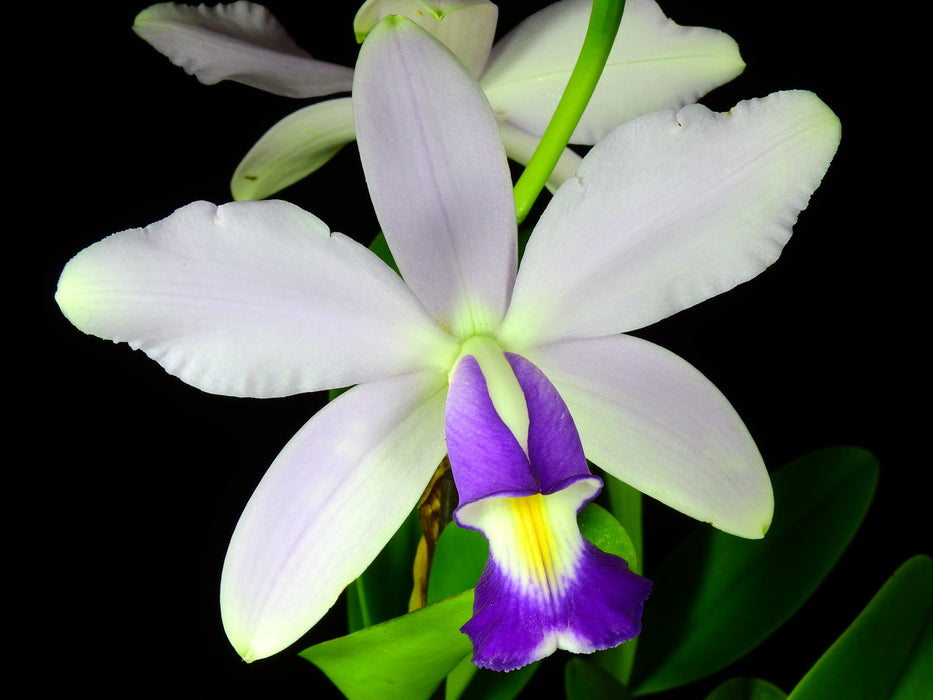 C. violacea var. coeruela  OP