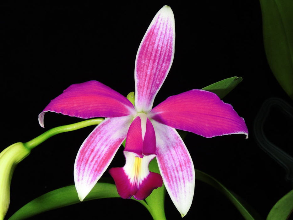 Cattleya violacea var. flamea