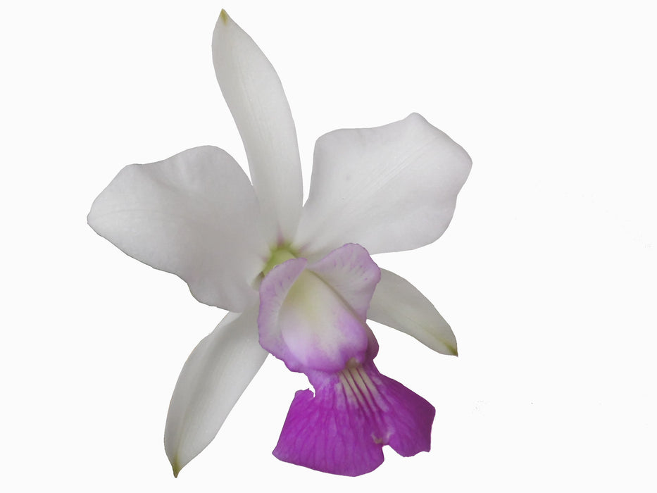 Cattleya walkeriana var. semi-alba