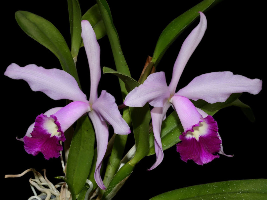 Cattleya Elegans (1898)